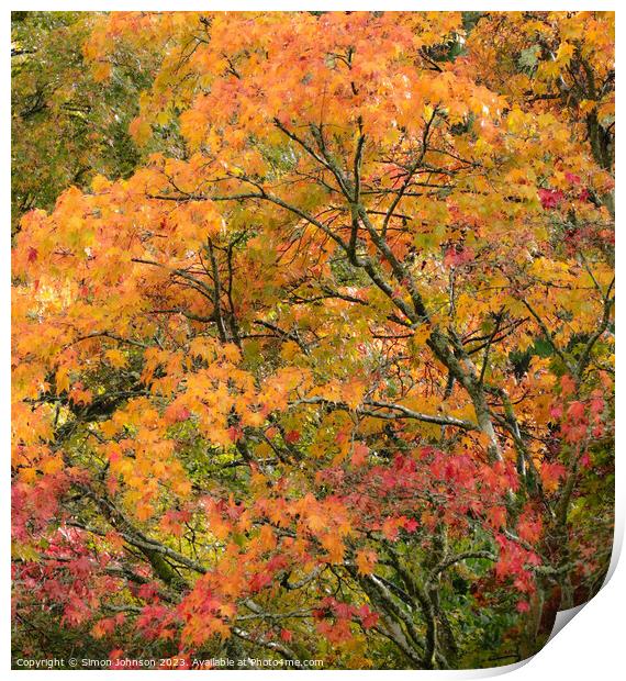 Acer autumn Leaves  Print by Simon Johnson