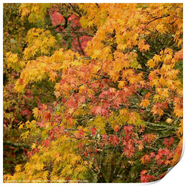 Acer autumn leaves  Print by Simon Johnson