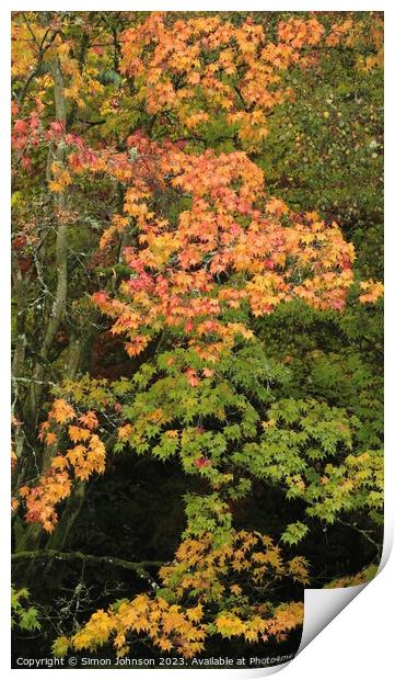 Autumnal Acer leaves  Print by Simon Johnson