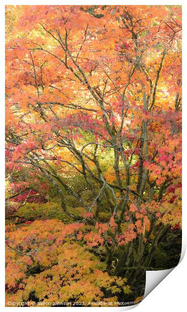 Acer tree and leaves Autumn  Print by Simon Johnson