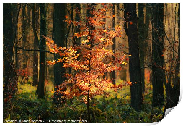 Sunlit autumnal tree Print by Simon Johnson