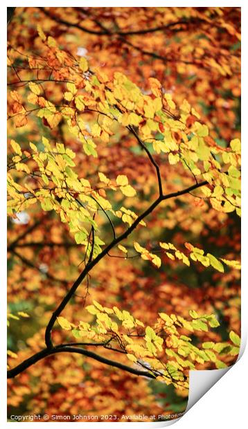Autumn Beech leaves  Print by Simon Johnson