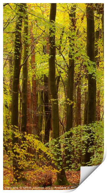 Beech woodland  Print by Simon Johnson