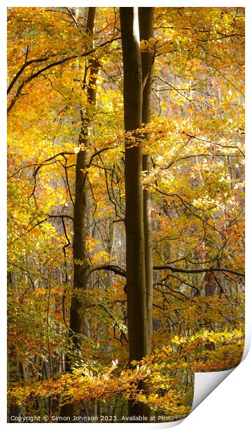 Golden Woodland with Soft focus Print by Simon Johnson
