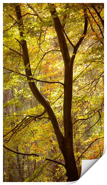 Sunlit autumn leaves  Print by Simon Johnson