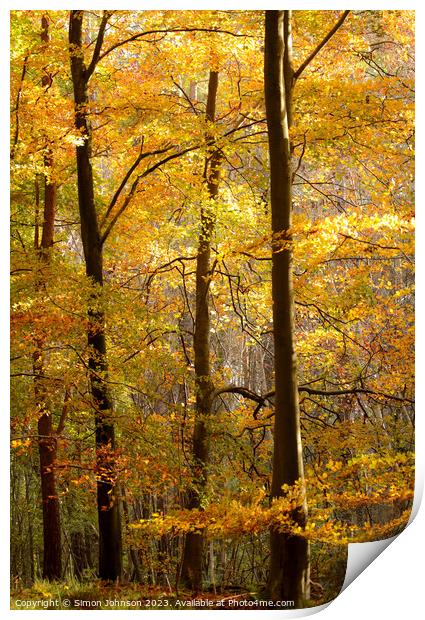 Sunlit autumn trees  Print by Simon Johnson