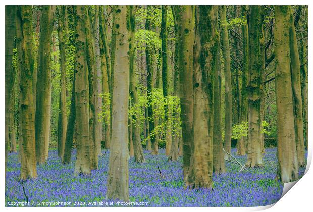 Bluebell Woodland  Print by Simon Johnson