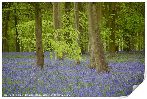 Bluebells and Beech woods  Print by Simon Johnson