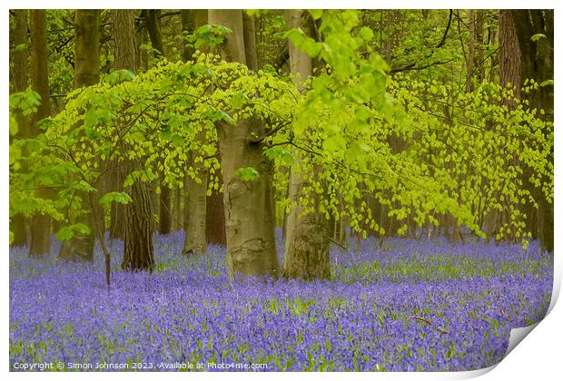 Beech Woodland and Bluebells  Print by Simon Johnson