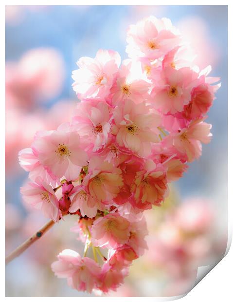 Pink Cherry Blossom Print by Simon Johnson