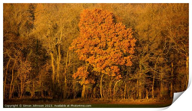 Sunlit  tree Print by Simon Johnson