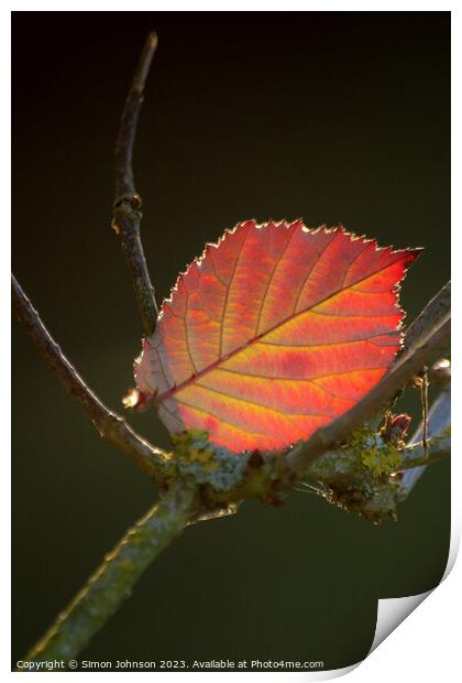 Autumn leaf  Print by Simon Johnson