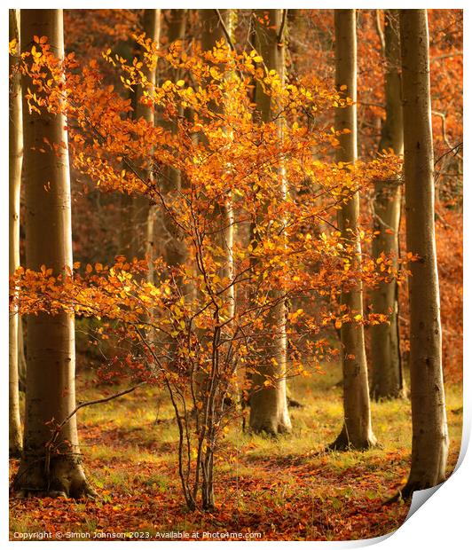 sunlit autumn tree Print by Simon Johnson
