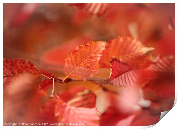 Autumn Leaf Print by Simon Johnson