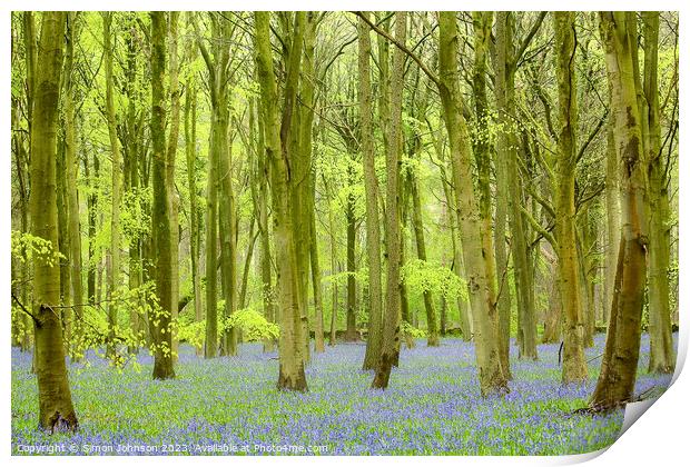 Bluebell Woodland Print by Simon Johnson