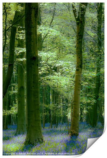 Bluebell woodland  Print by Simon Johnson