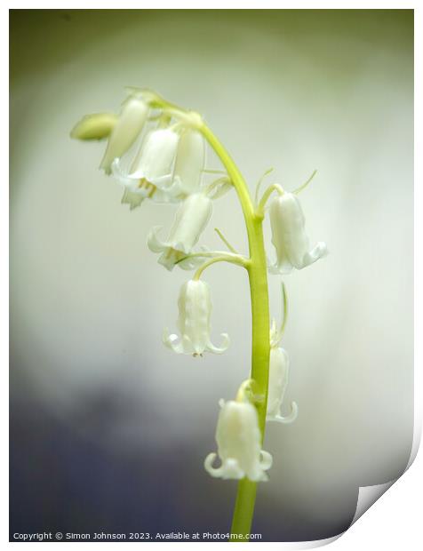 A close up of a white bell flower Print by Simon Johnson
