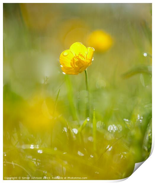 Buttercup  flower Print by Simon Johnson