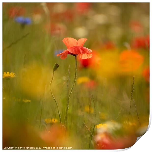 poppy Flower  Print by Simon Johnson