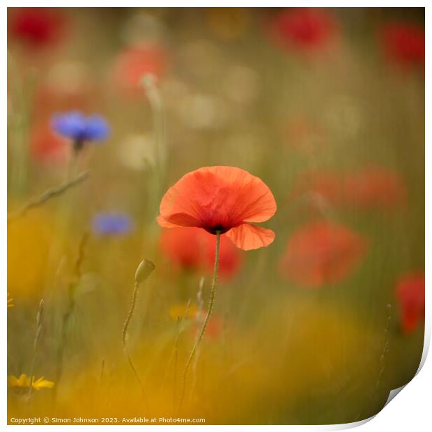 sunlit Poppy, soft focus Print by Simon Johnson