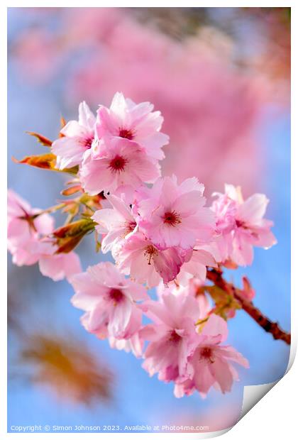 Cherry blossom Print by Simon Johnson