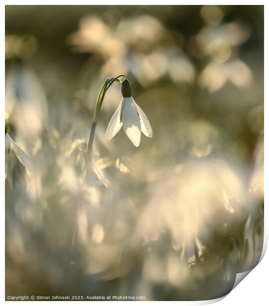 A close up of a flower Print by Simon Johnson