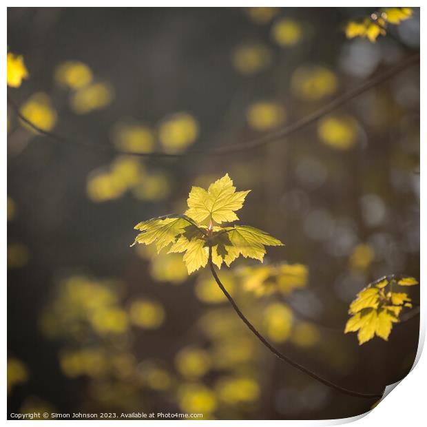 A close up of sunlit leaves  Print by Simon Johnson