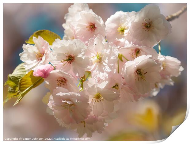Sunlit spring blossom  Print by Simon Johnson