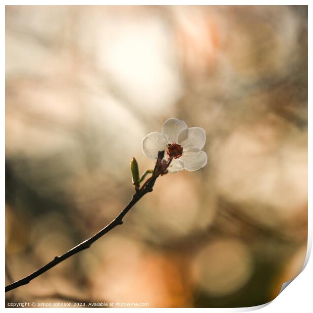 Sunlit blossom  Print by Simon Johnson