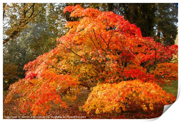 sunlit autumnal Acer Print by Simon Johnson