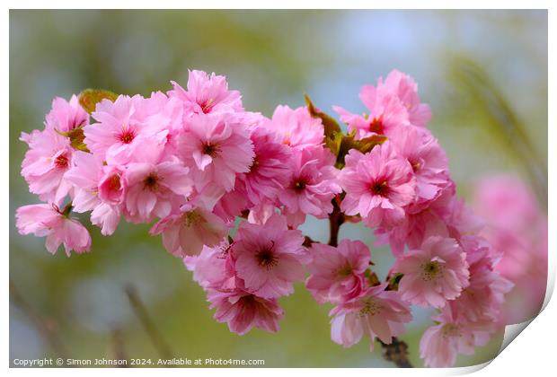 Pink Cherry Blossom Print by Simon Johnson