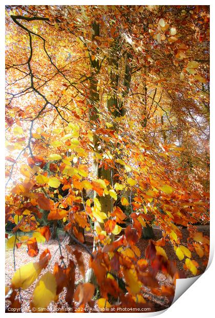 A close up of a tree Print by Simon Johnson