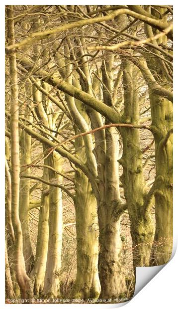 patterns in nature trees and branches Print by Simon Johnson