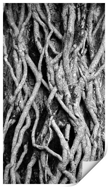 Pattrerns in nature Ivy Roots Print by Simon Johnson