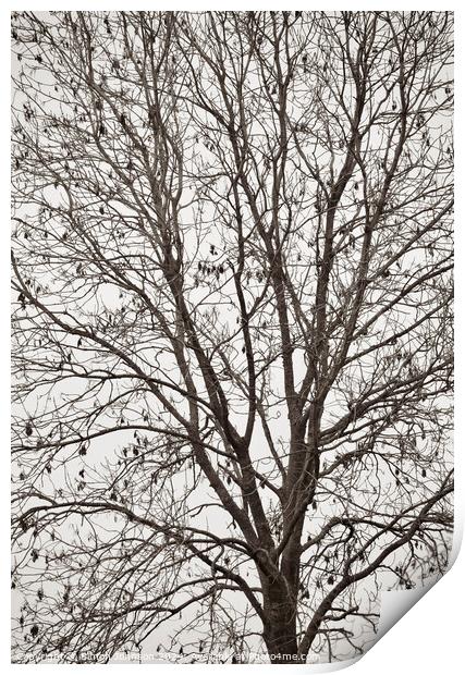 Tree profile in monochrome  Print by Simon Johnson