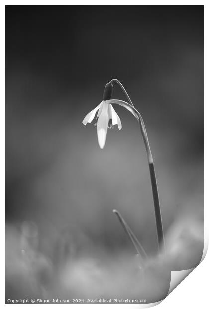 Snowdrop monochrome  Print by Simon Johnson