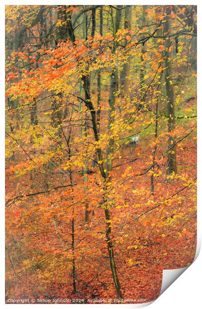 autumnal Woodland  Print by Simon Johnson