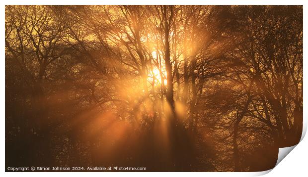 Sun shining through the trees Print by Simon Johnson