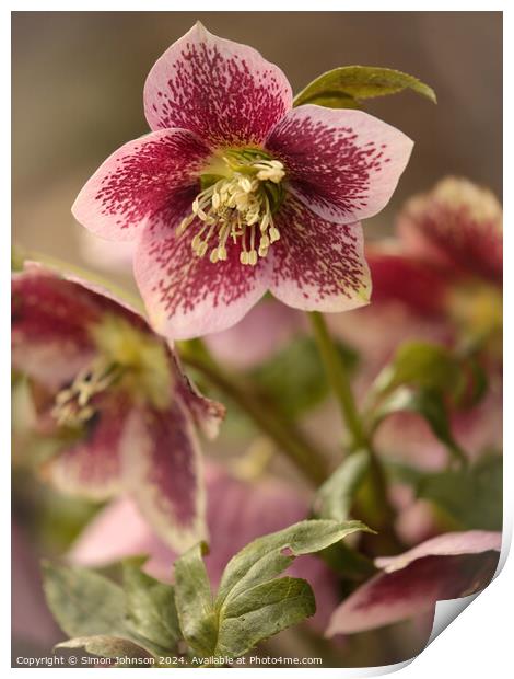 Hellebore flower Print by Simon Johnson