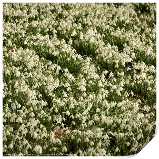 A few Snowdrops Print by Simon Johnson