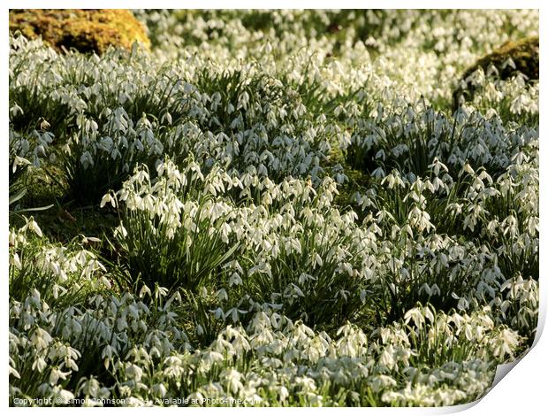 Sunlit Snowdrops Print by Simon Johnson