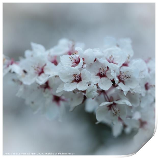 A close up of spring Cherry Blossom Print by Simon Johnson