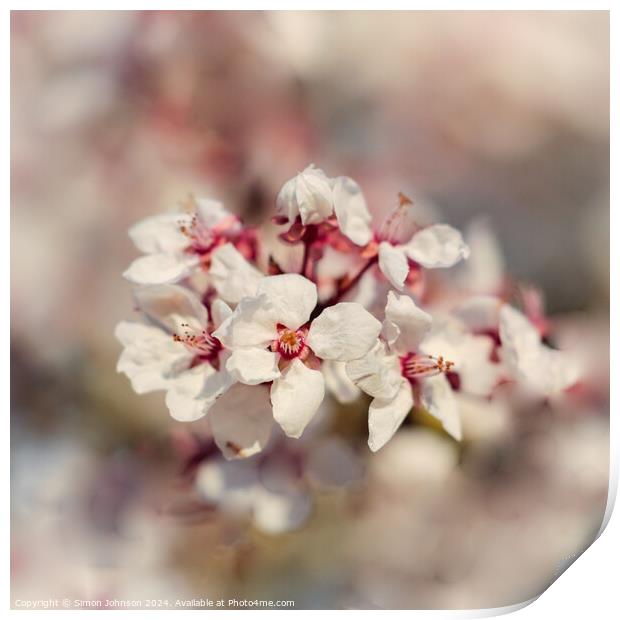 Cherry Blossom flower Print by Simon Johnson