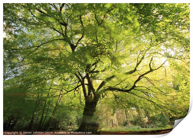 beech tree with wind blown leaves Print by Simon Johnson