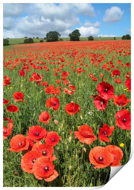 Poppy field Print by Simon Johnson