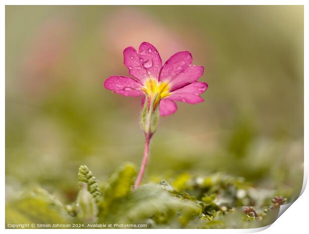 Pink primrose flower Print by Simon Johnson