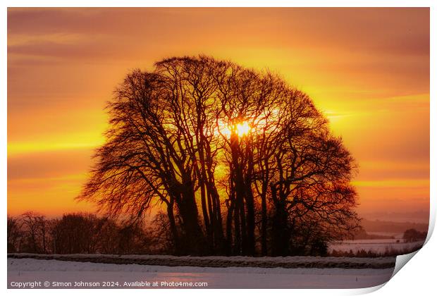 Tree silhouette at  sunrise Print by Simon Johnson