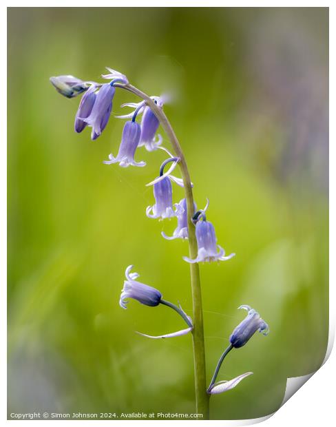  Bluebell close up Print by Simon Johnson