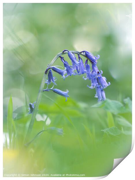 A close up of a bluebell  Print by Simon Johnson