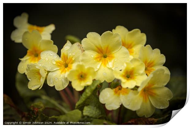 Primrose flowers  Print by Simon Johnson
